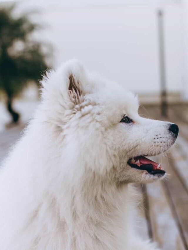 Super Cool & Unique Dog Names for Males