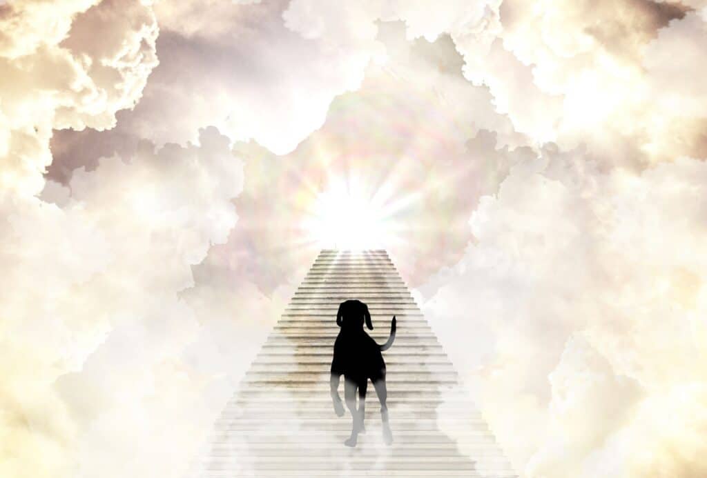 Dog on the stairway to heaven.