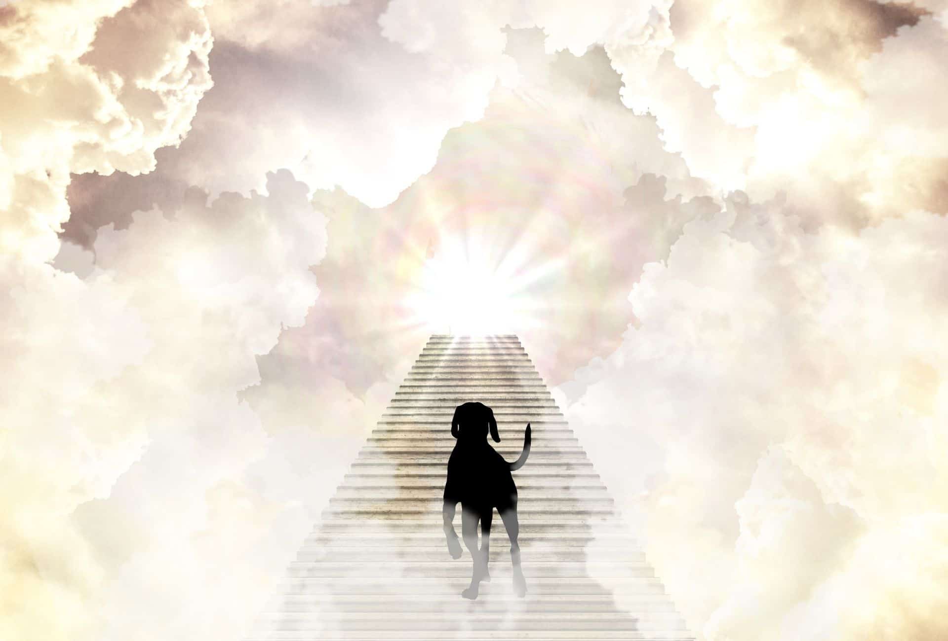 Do Dogs Go To Heaven