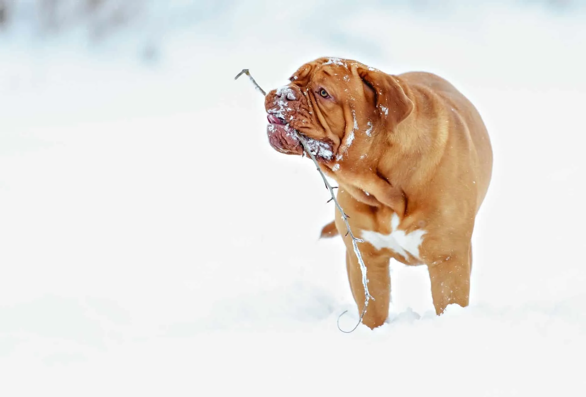 Bordeaux Mastiff in snow.