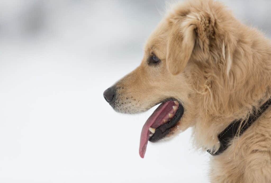 Goberian mixed breed dog