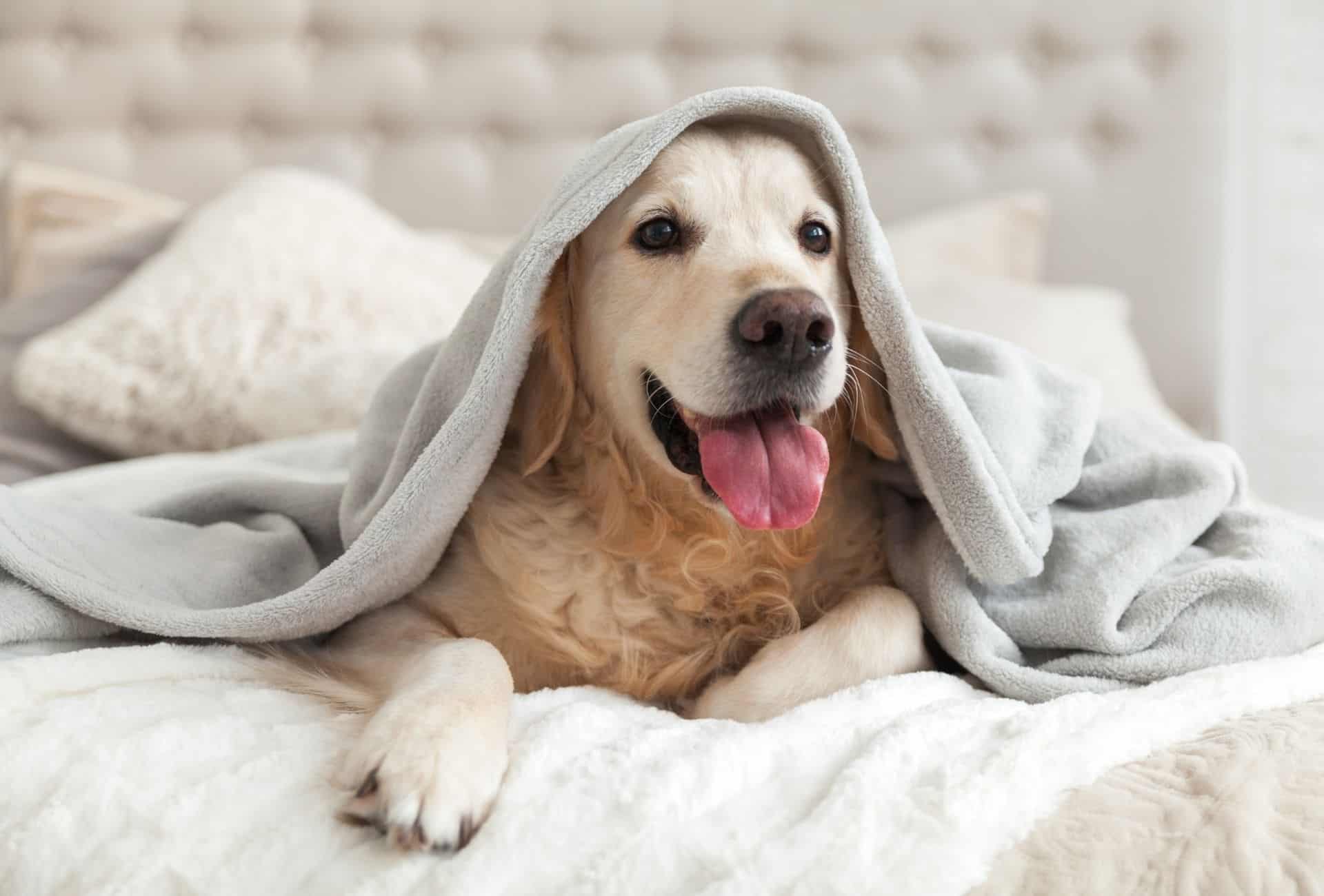 Happy Golden Retriever under blanket.