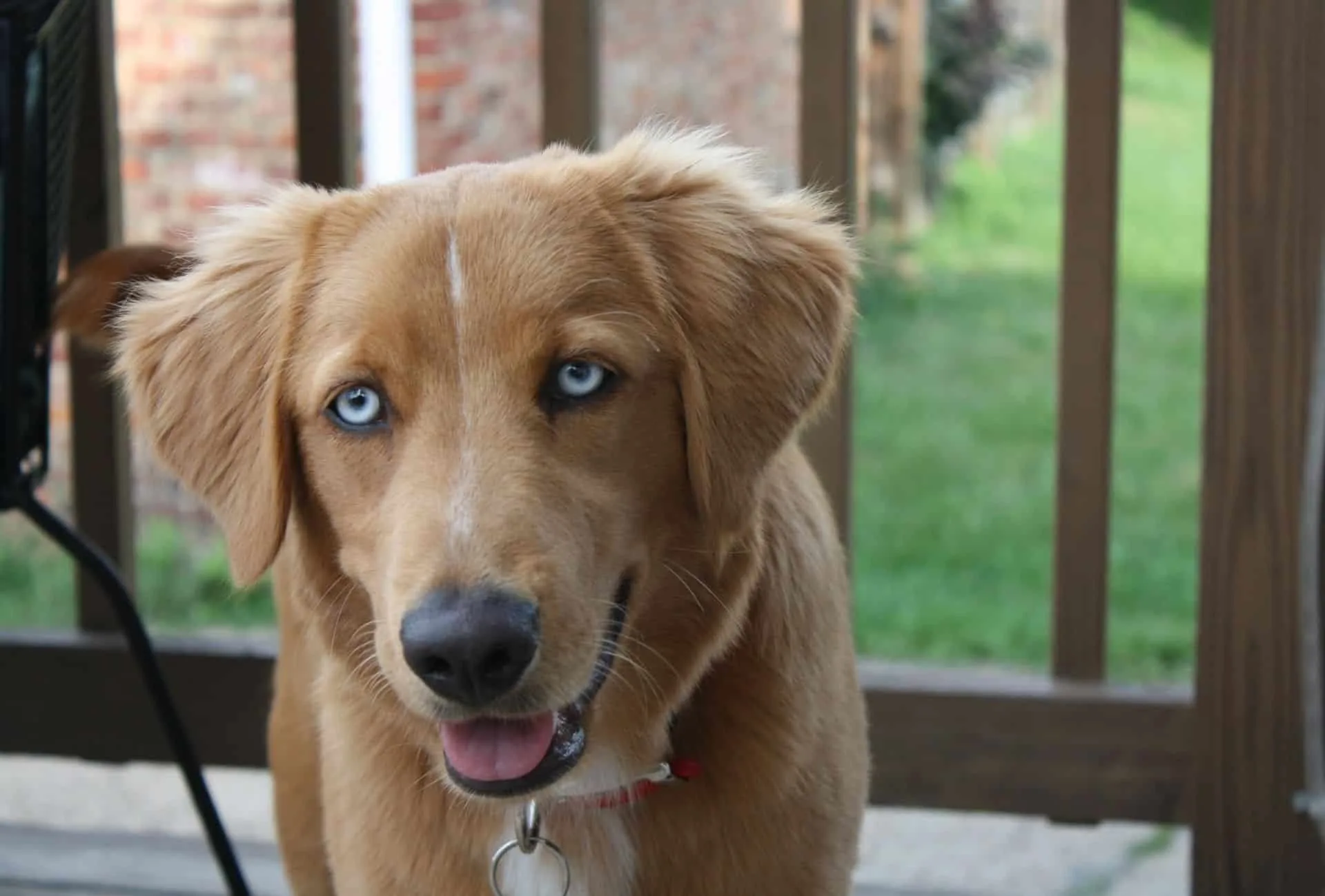 Cross between husky hot sale and golden retriever