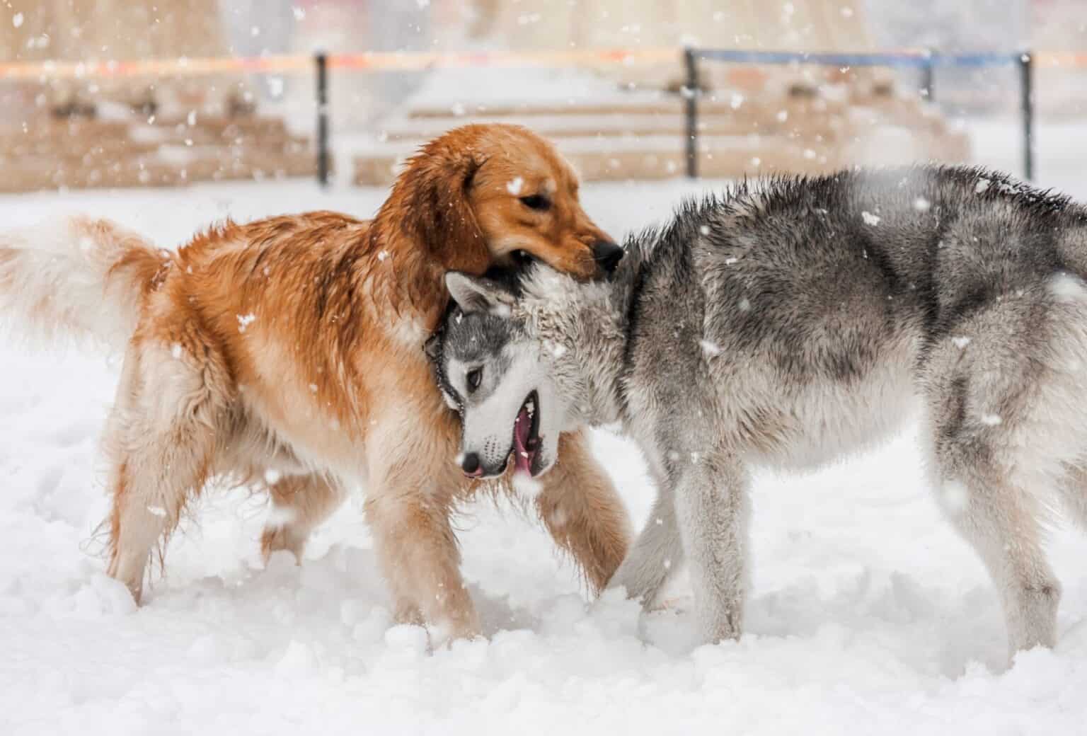 Goberian 7 Things To Know About The Golden Retriever Husky Mix PawLeaks