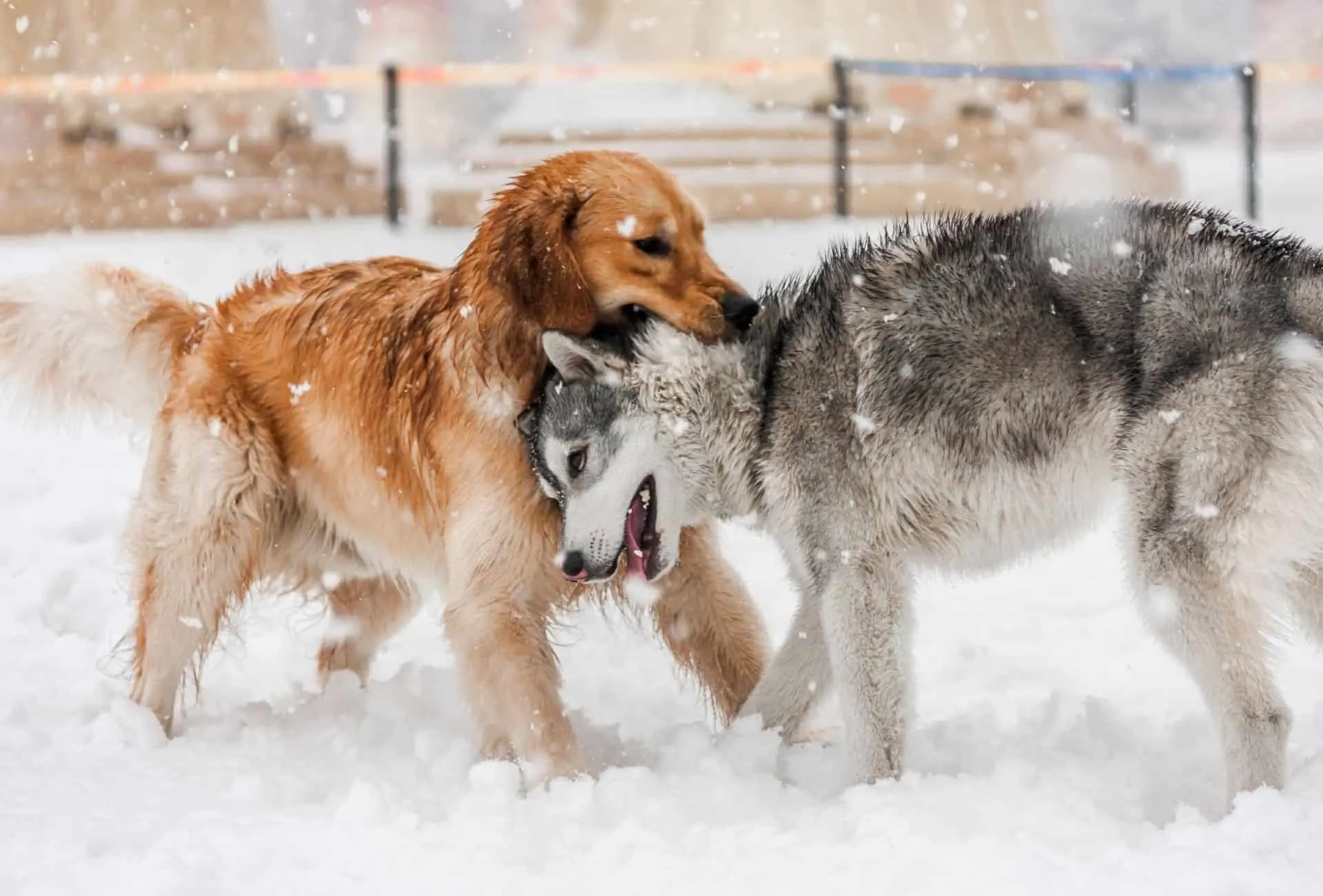 Husky and Golden Retriever playing.