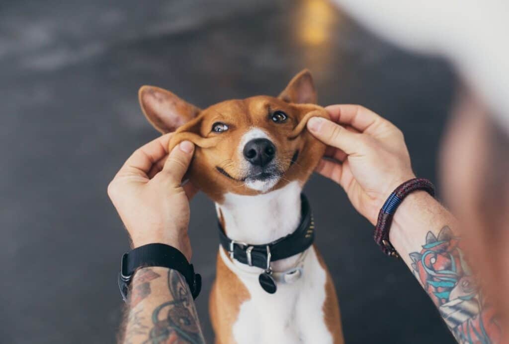 Basenji pup owner stretches his dog face into a huge cute smile.