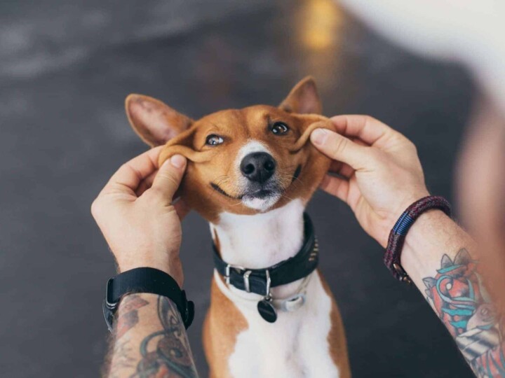 Basenji pup owner stretches his dog face into a huge cute smile.