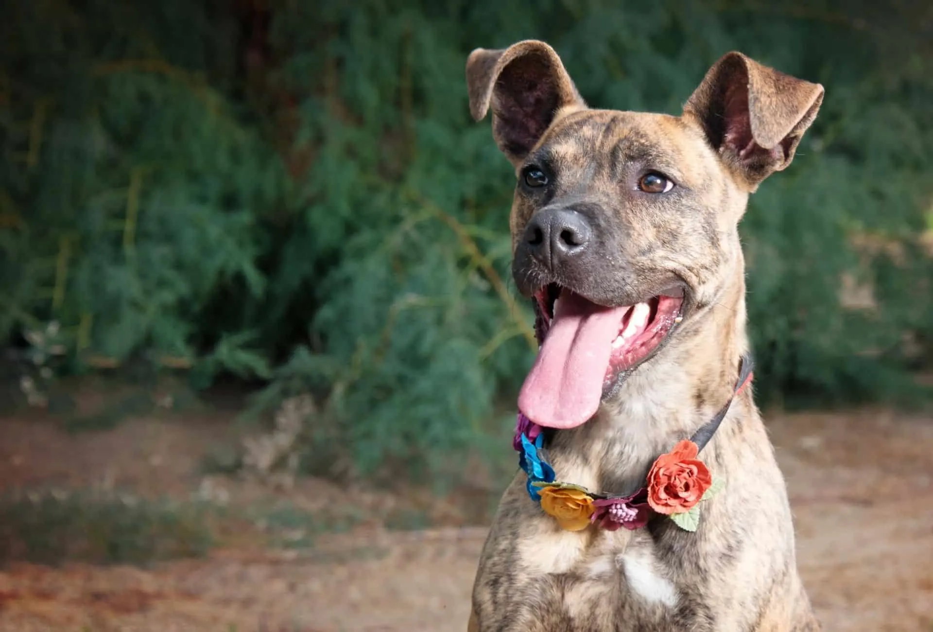 Brindle mixed breed dog.