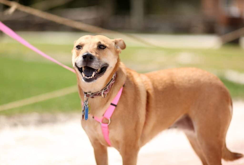 brown mixed breed dog