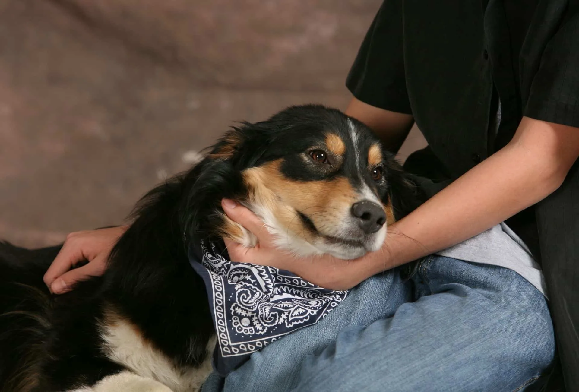 Mixed dog laying on lap.