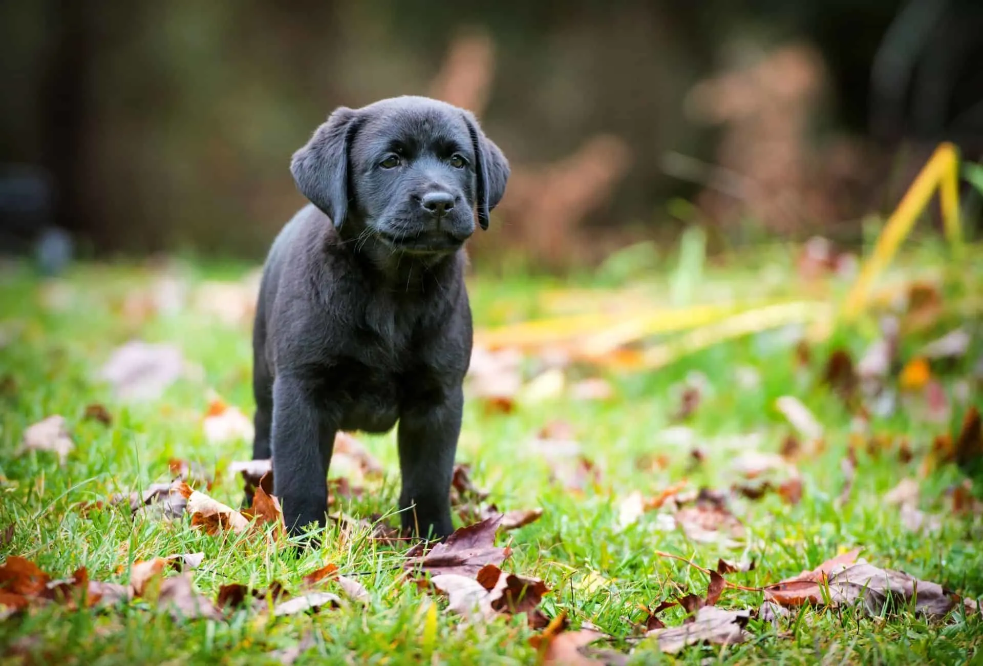 Purebred Labrador puppy.