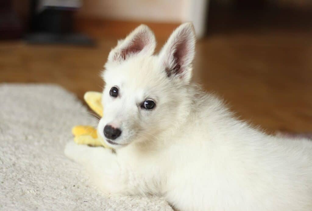White Shepherd puppy.
