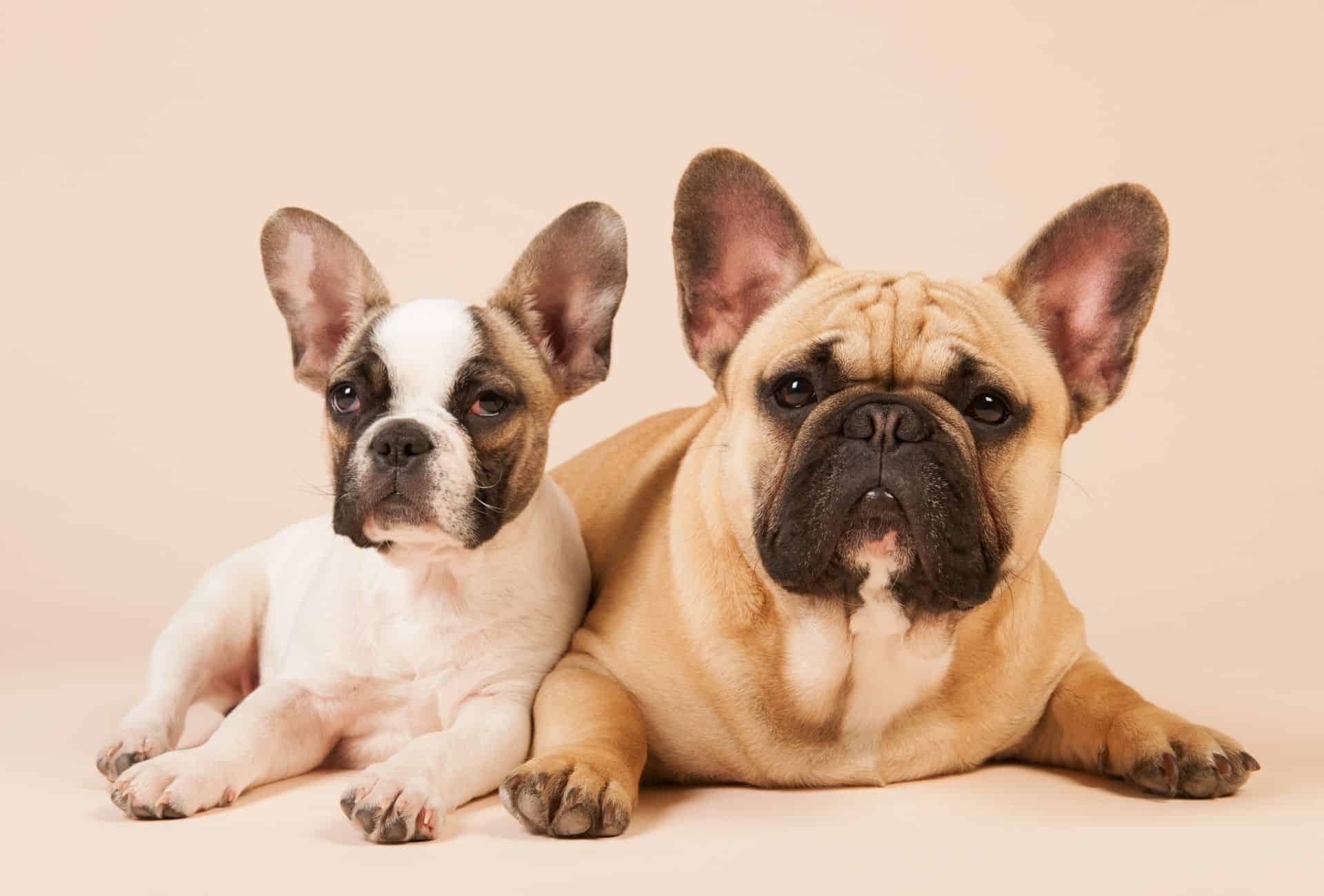 French Bulldog puppy is lying next to an adult French Bulldog.