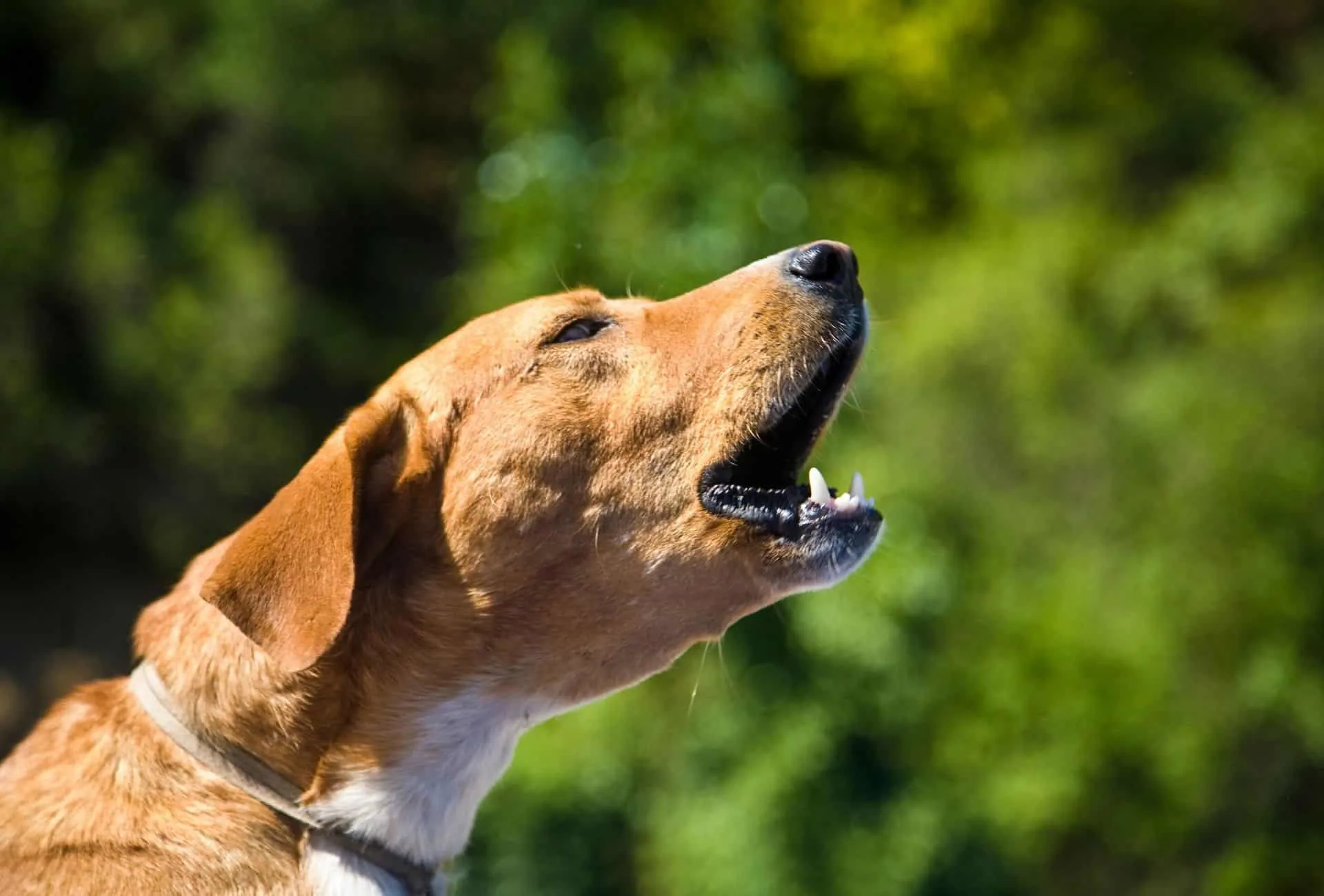 What Can You Do If Your Neighbors Dog Wont Stop Barking