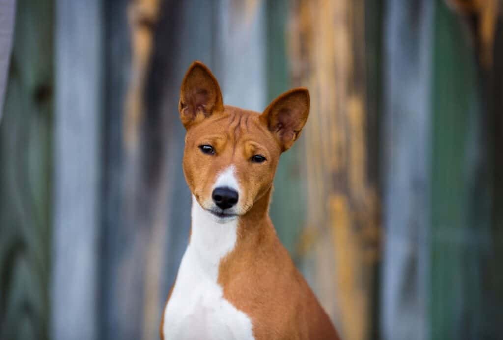 Close up of the Basenji's head and part of the white chest.