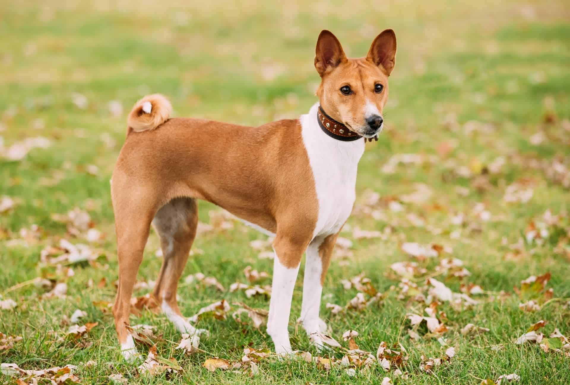 Adult Basenji standing on grass and looking at the camera.