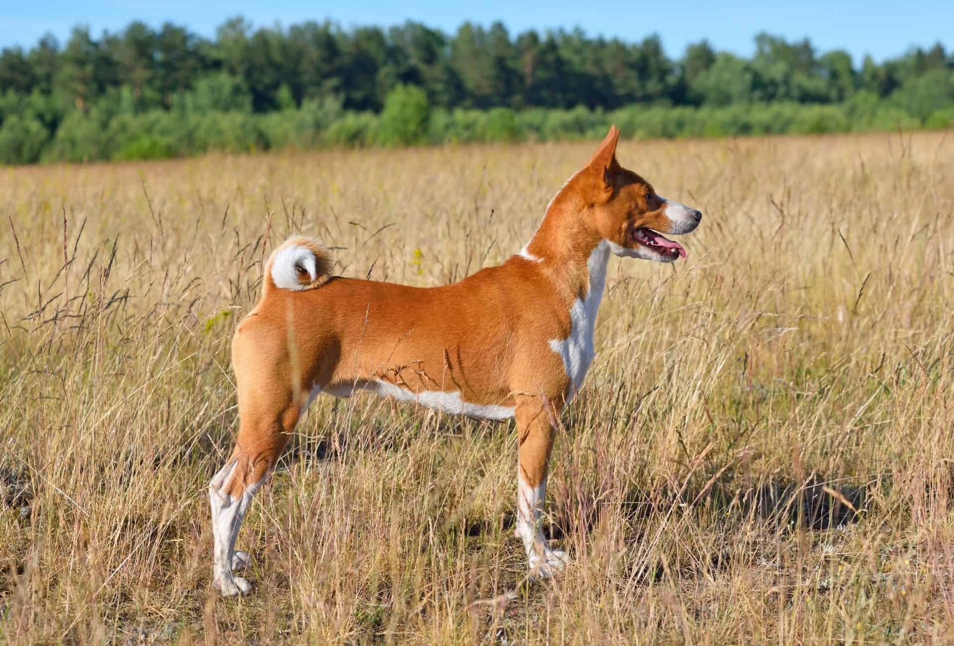 Basenji standing straight with a beautiful brown and white coat and the curly Basenji tail.