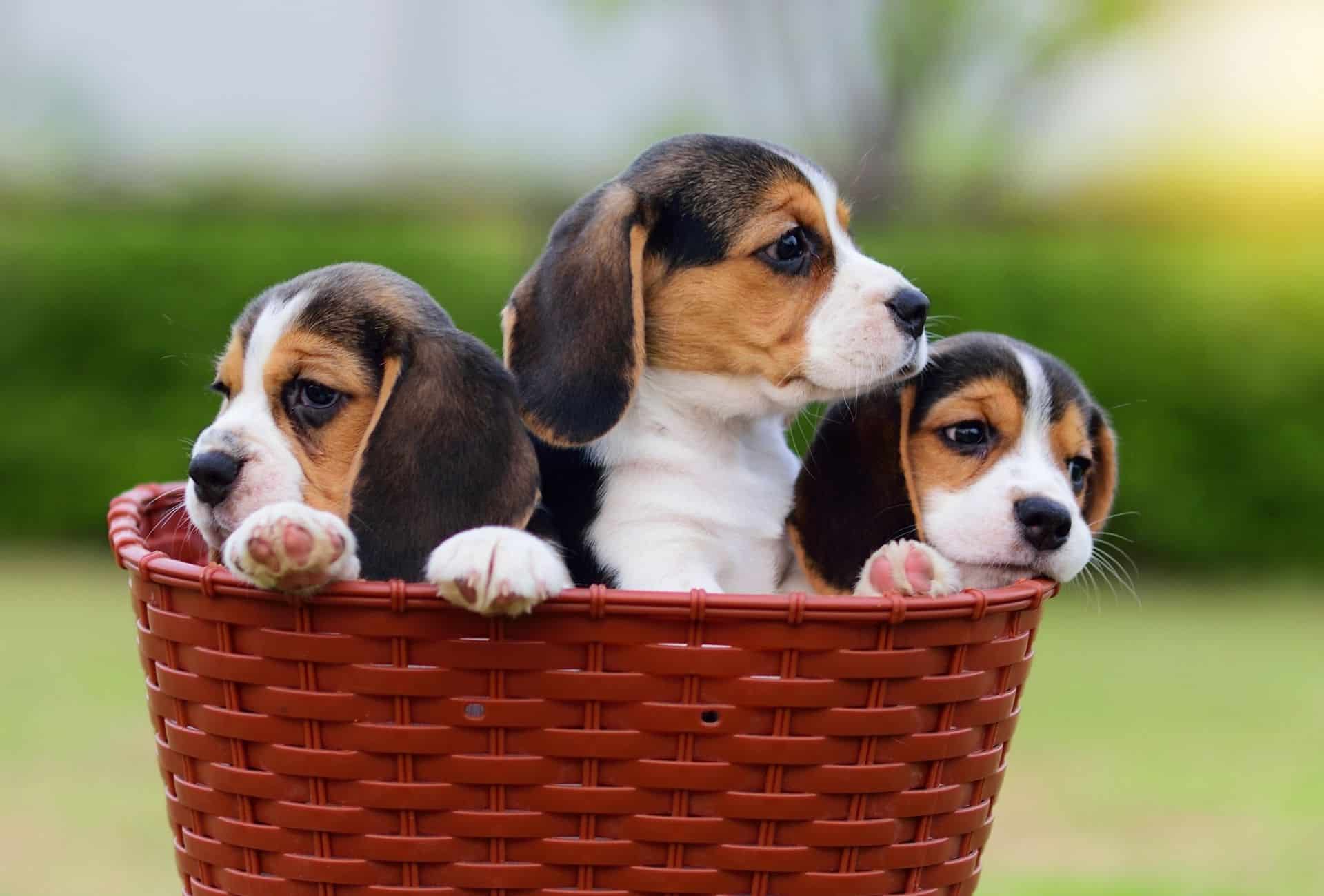 Three Beagle puppies sitting in a basket. Little rascals might develop littermate syndrome if taken home together.