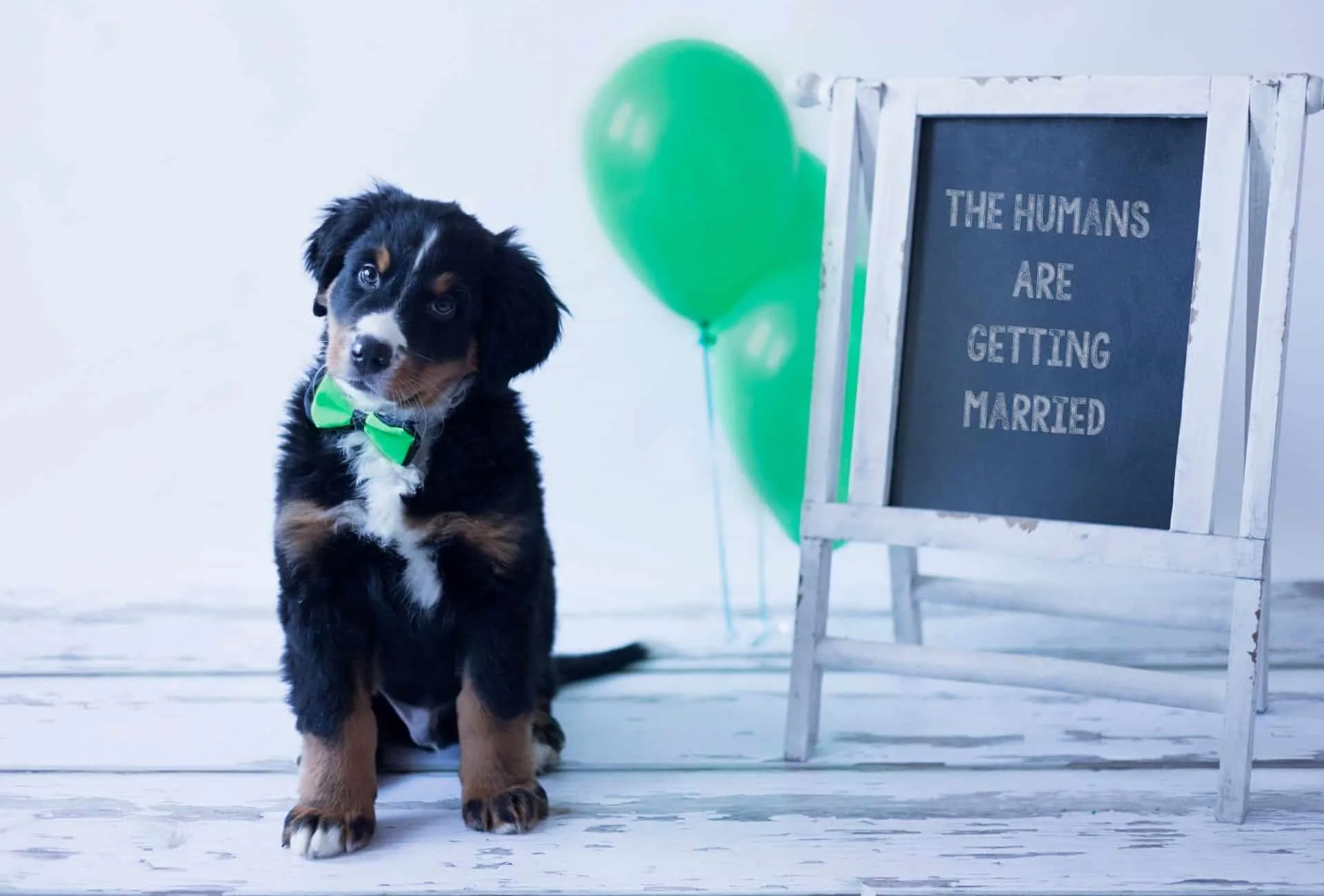 Bernese Mountain Dog with tie is celebrating the upcoming baby, implying this breed is great for kids.