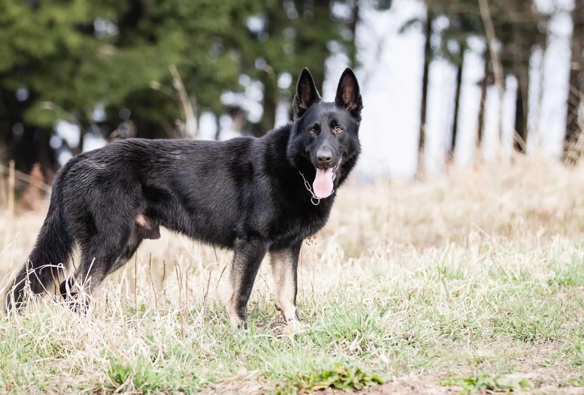 Bi-color German Shepherd with black saddle pattern and tan feet and a partly tan tail.