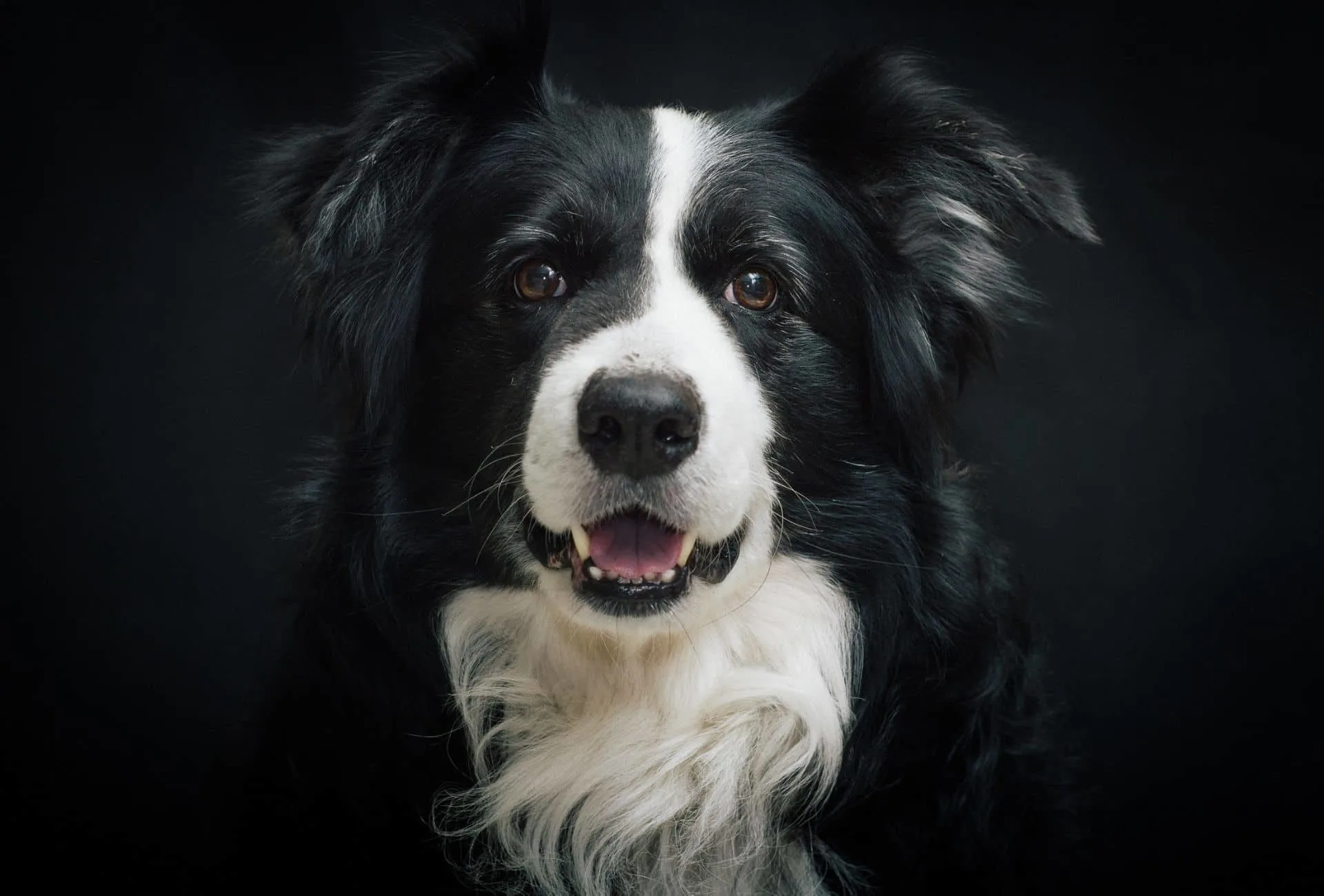 border collie black and white mix