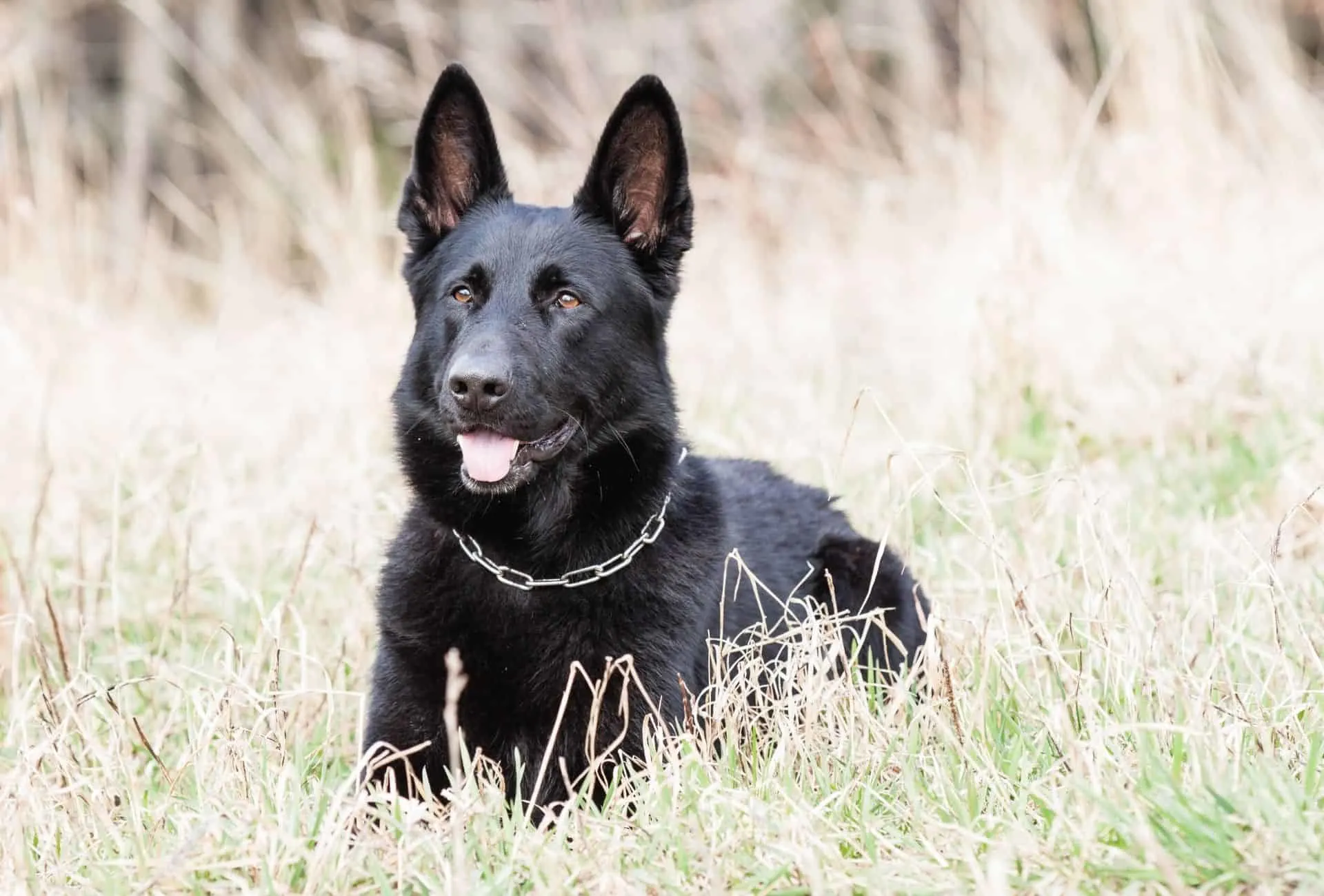 Solid black German Shepherd in the field.