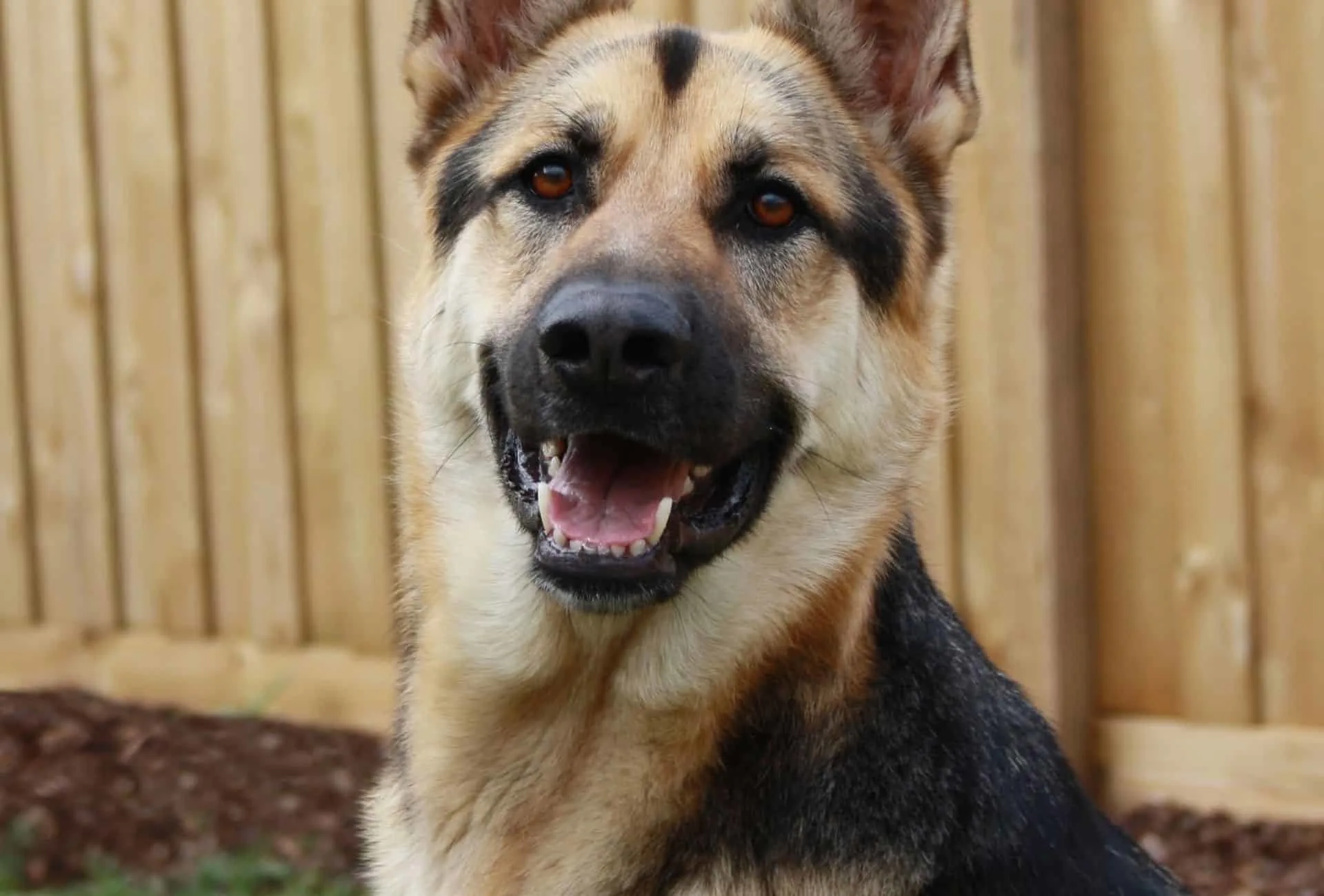 Black and cream German Shepherd with light and pale tan color.