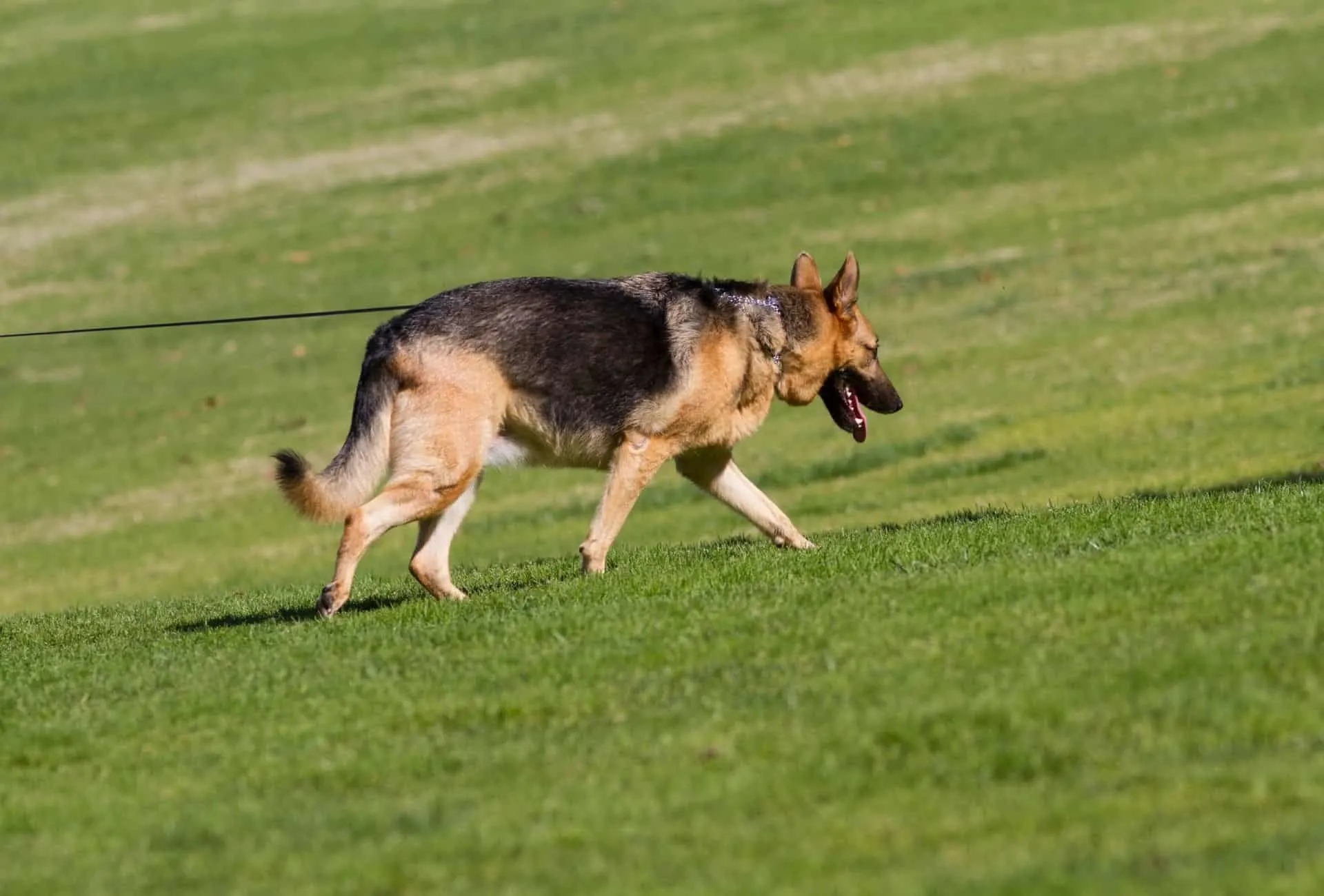 Black and tan German Shepherd is walking on a leash over grass.