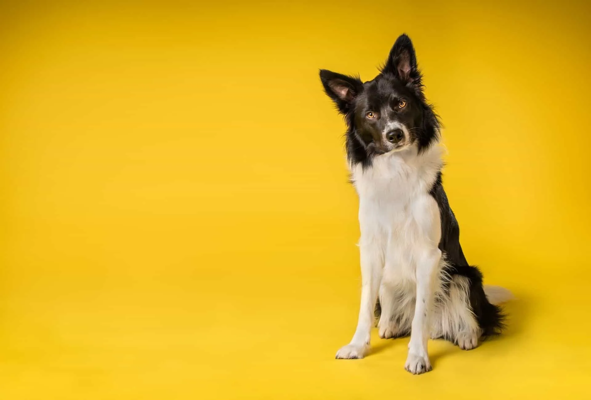 Black and white Border Collie on yellow background.