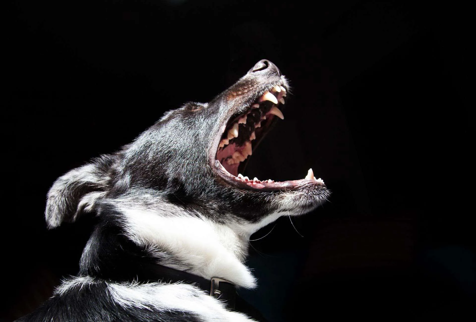 Dog barking, potentially upsetting neighbours in which case a soundproof dog crate might help.