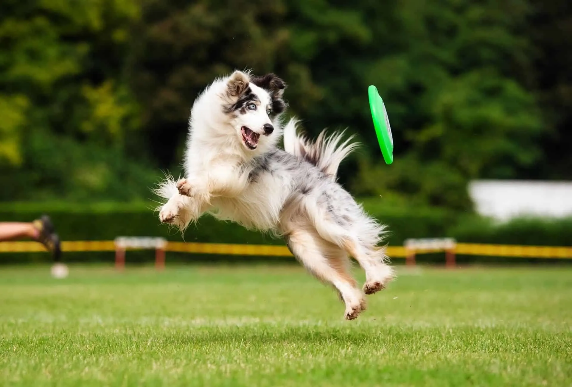 Blue merle Border Collie with blue eyes jumping mid-air to catch a frisbee.