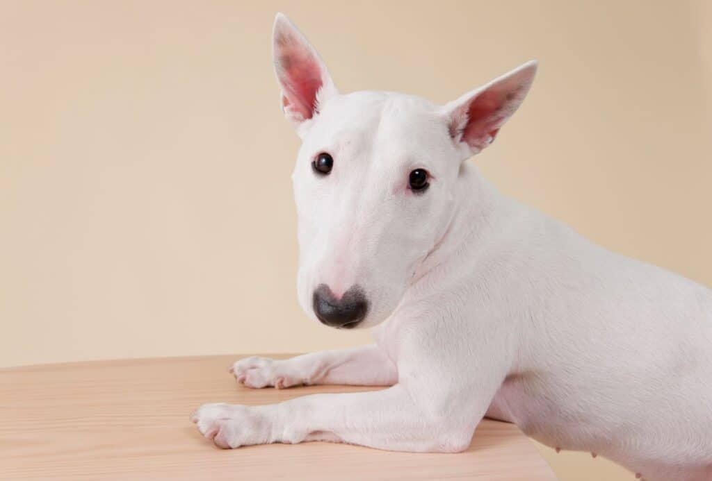 BEST Dog For Scared Child & What To Do PawLeaks