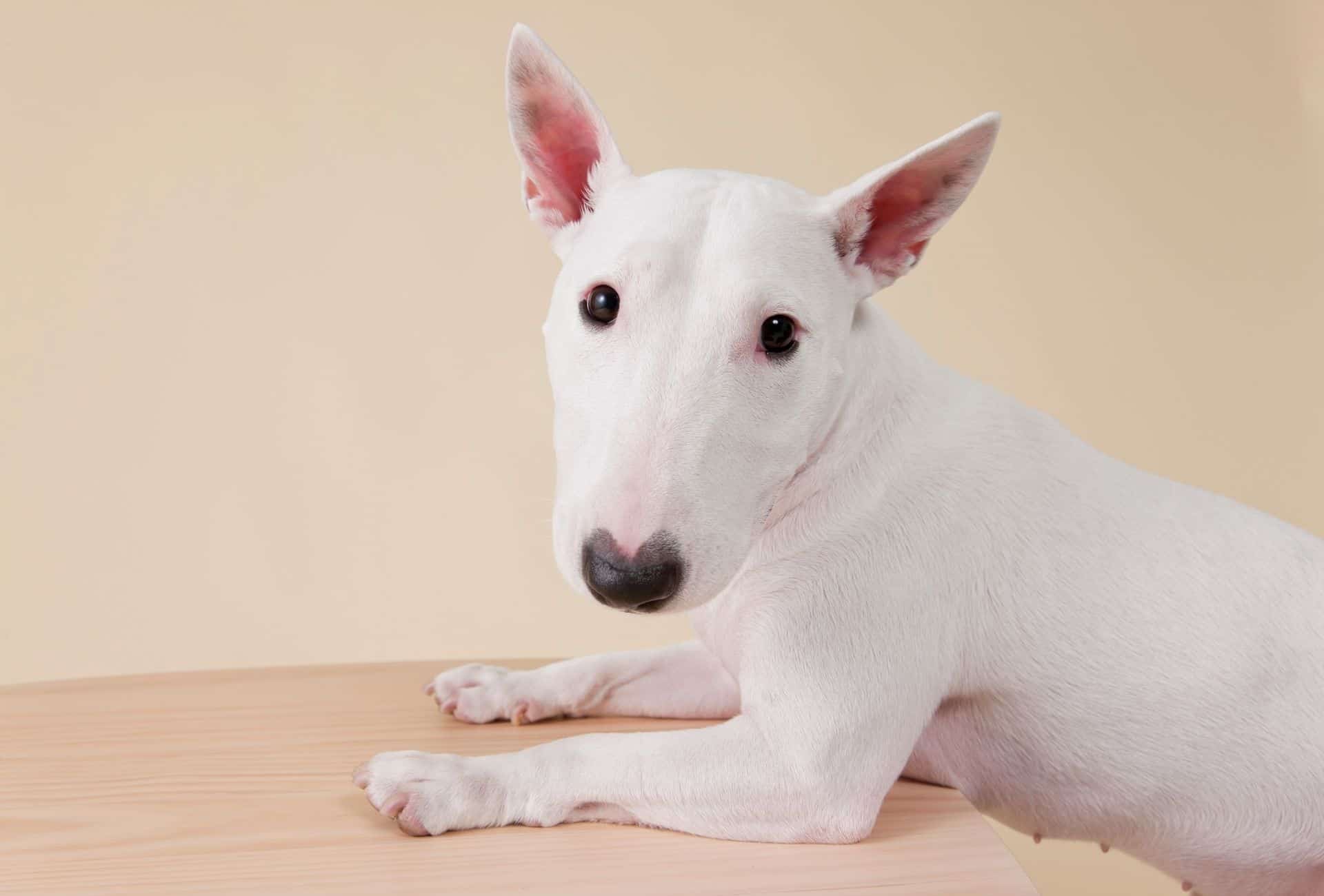 Cute Bullterier stands on a table with the front paws, might look daunting for scared children due to the head shape.