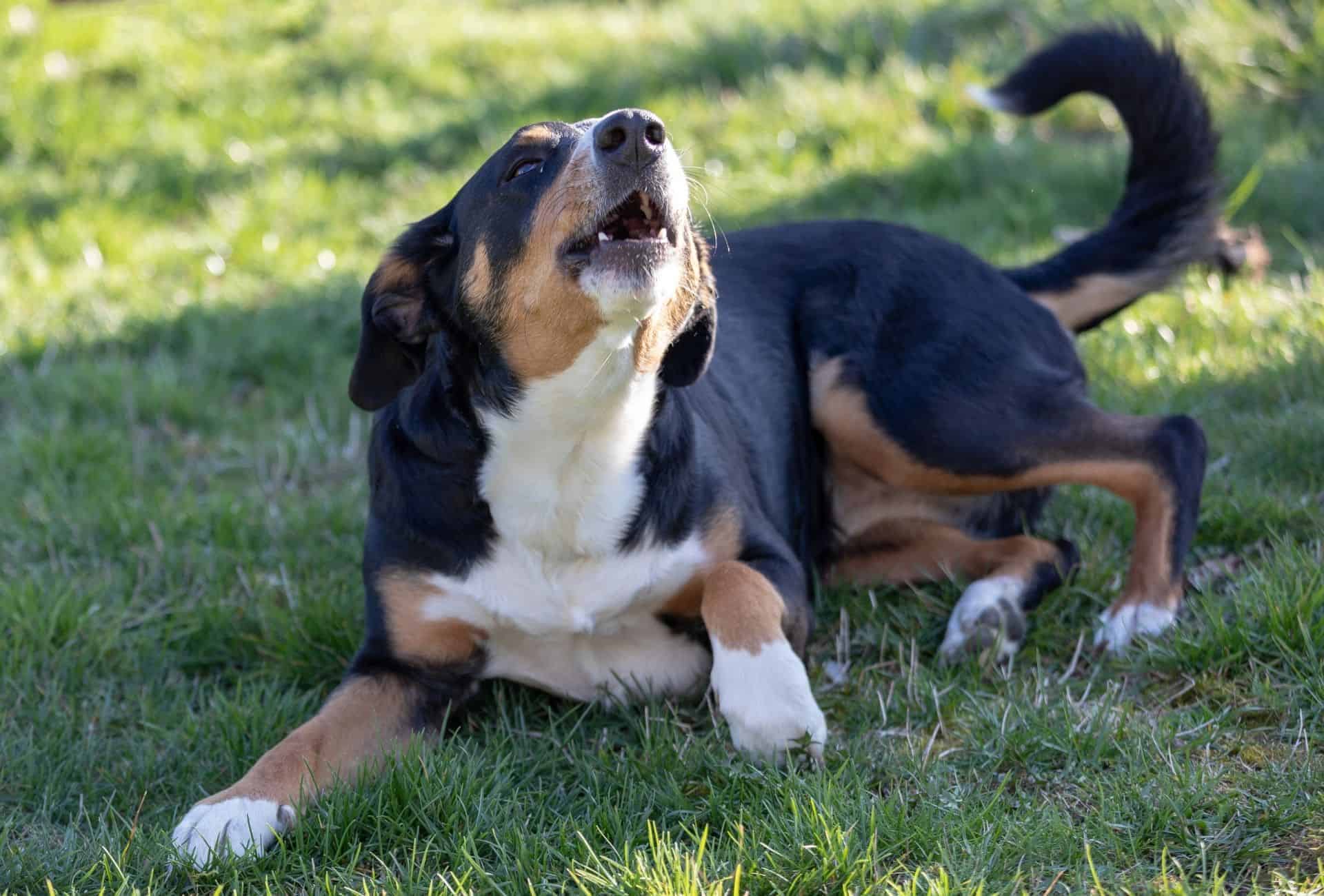 Entlebucher Mountain dog laying in the shade doesn't get tired of barking.