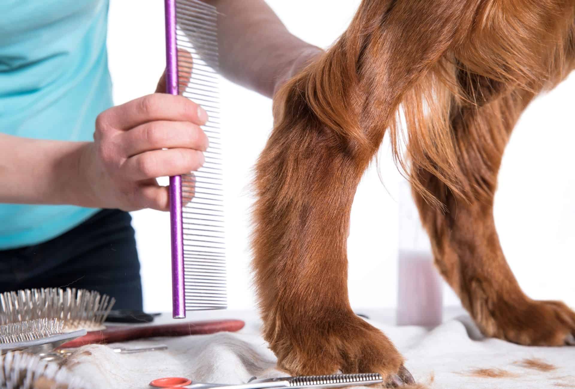 Dog is groomed and cutting or improperly grooming the hair around the anal region can cause a swollen rear end.