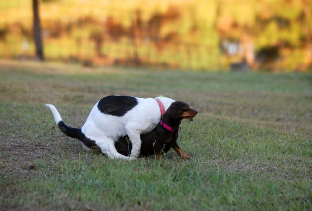 Dog is mounting another dog which might result in slip mating if the male pulls out before the tie.