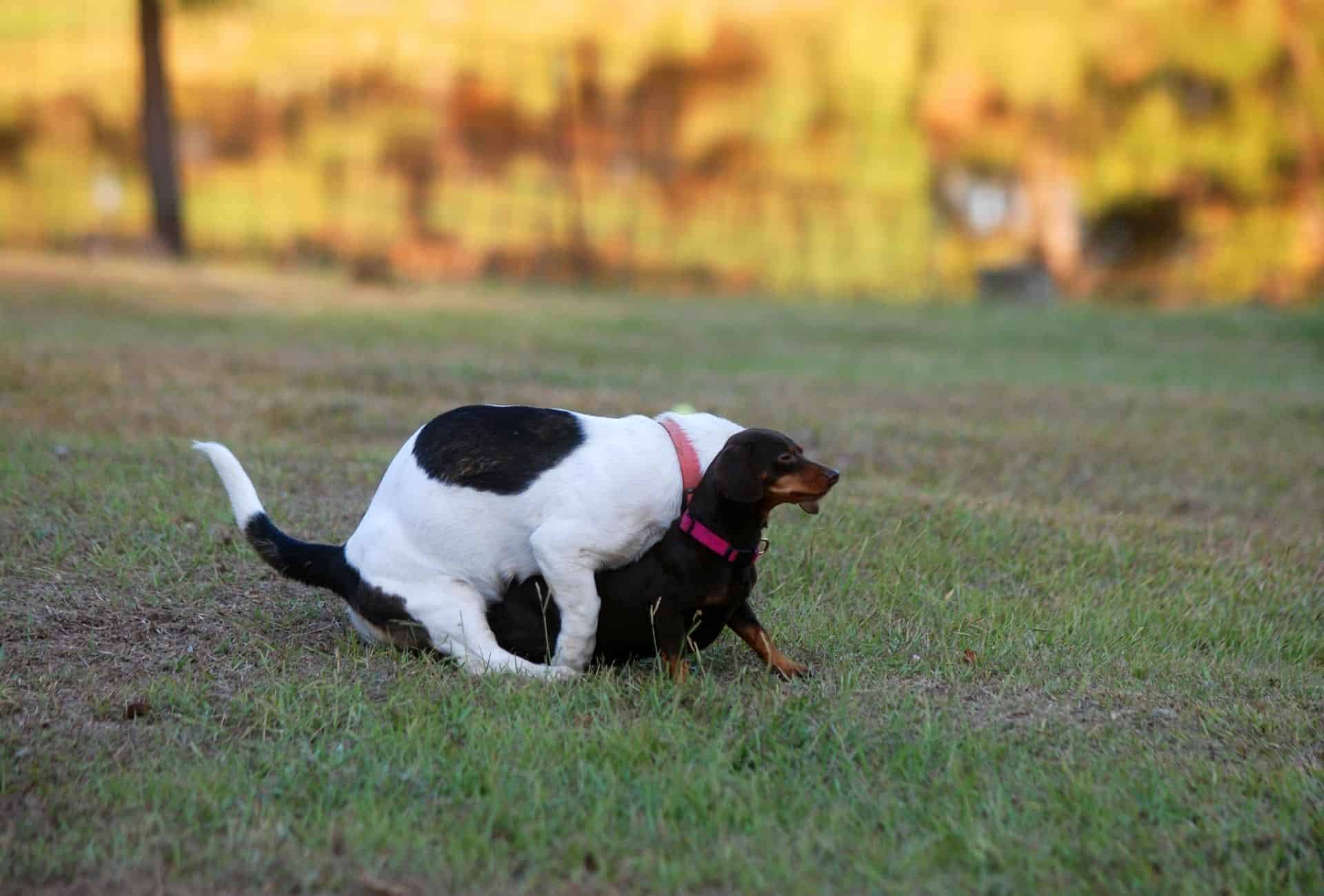 Doggay