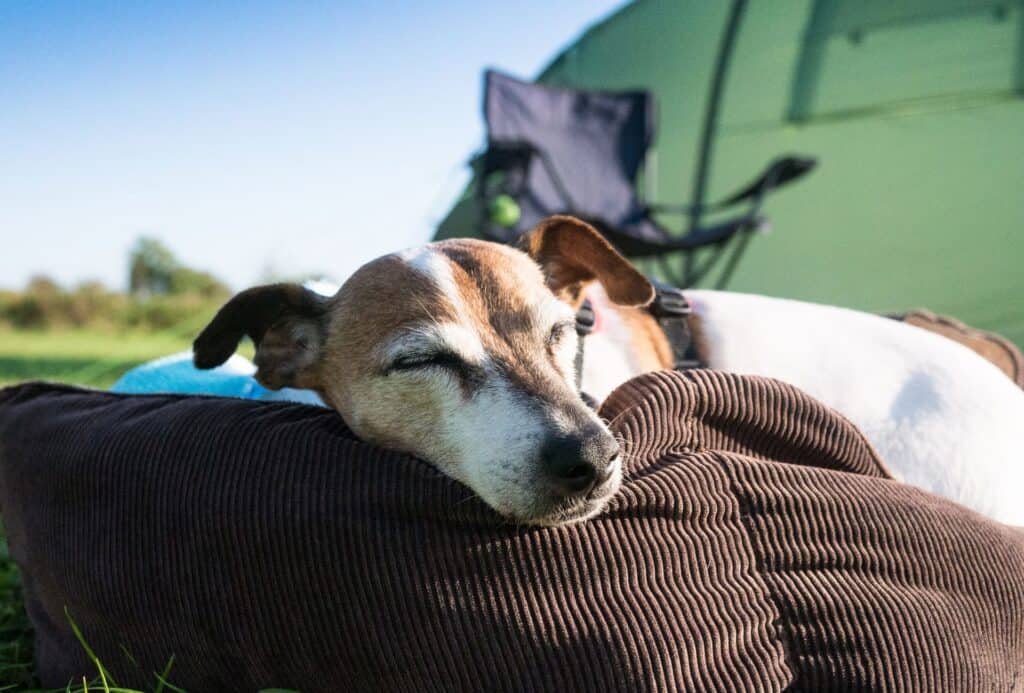 Dog is resting outdoors in front of the tent during the day.