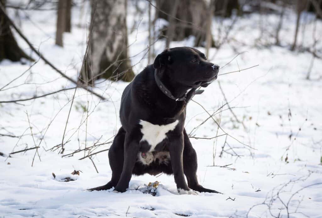 Black dog is about to poop which can be caused by a swollen bottom.