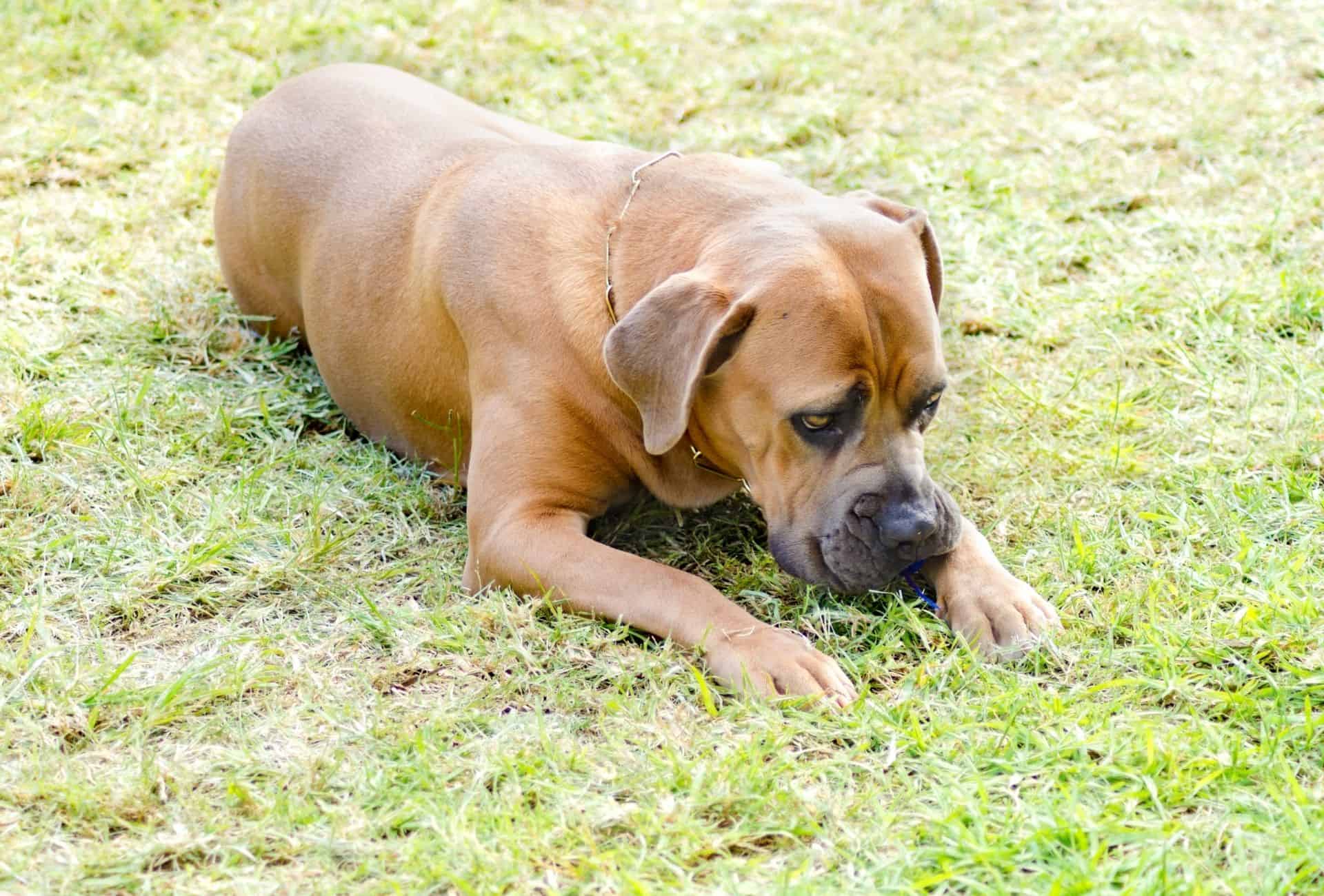 Fawn Cane Corso lying on grass.