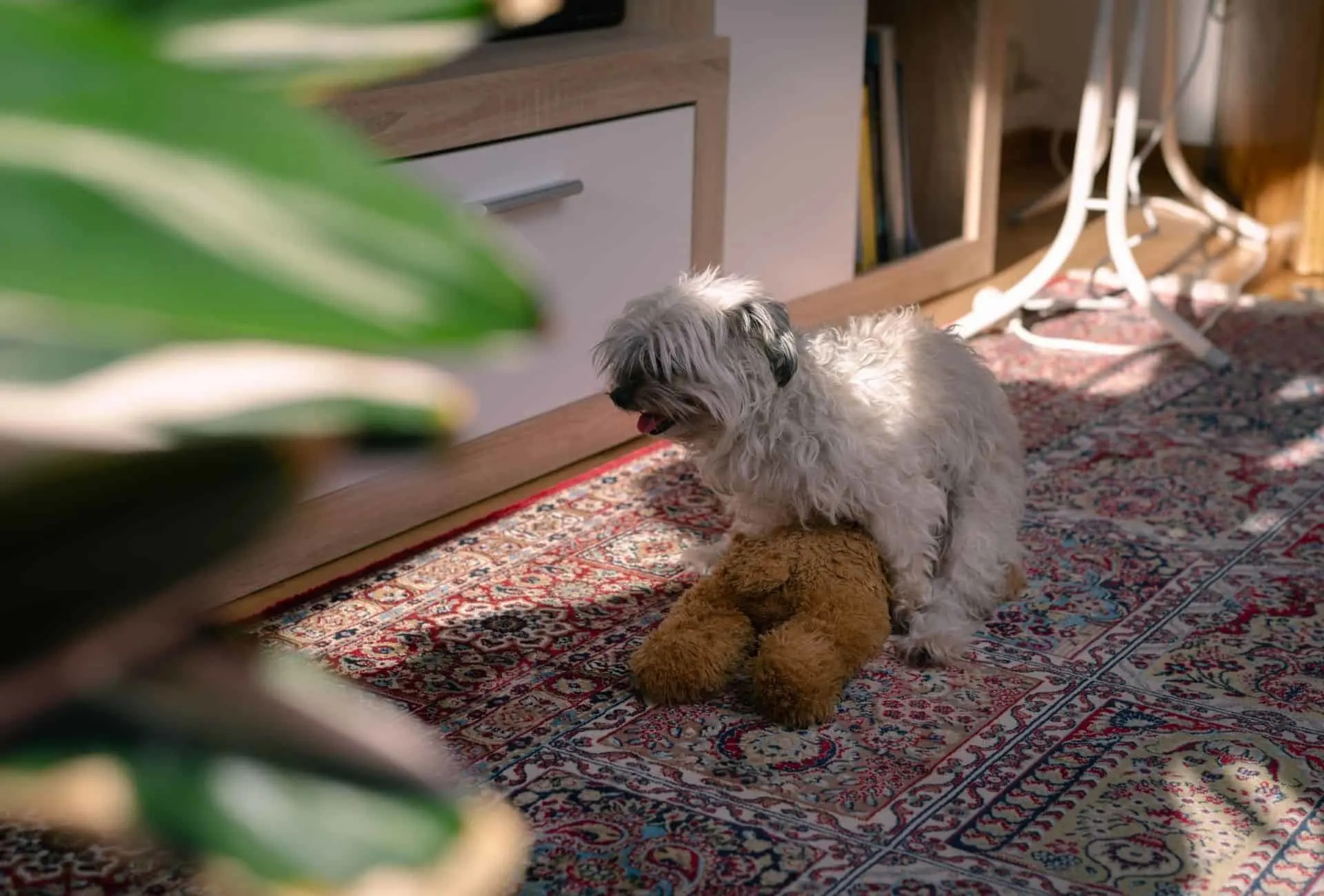 Small dog humps its teddy bear toy on the room floor.