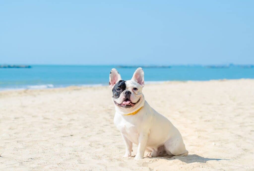 White French Bulldog with black splotch around eye is on a sandy beach, showing that exercise and enrichment extend the lifespan.