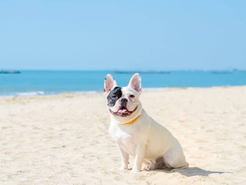 Help! Dog Bottom Red and Swollen DIY Natural Treatment PawLeaks