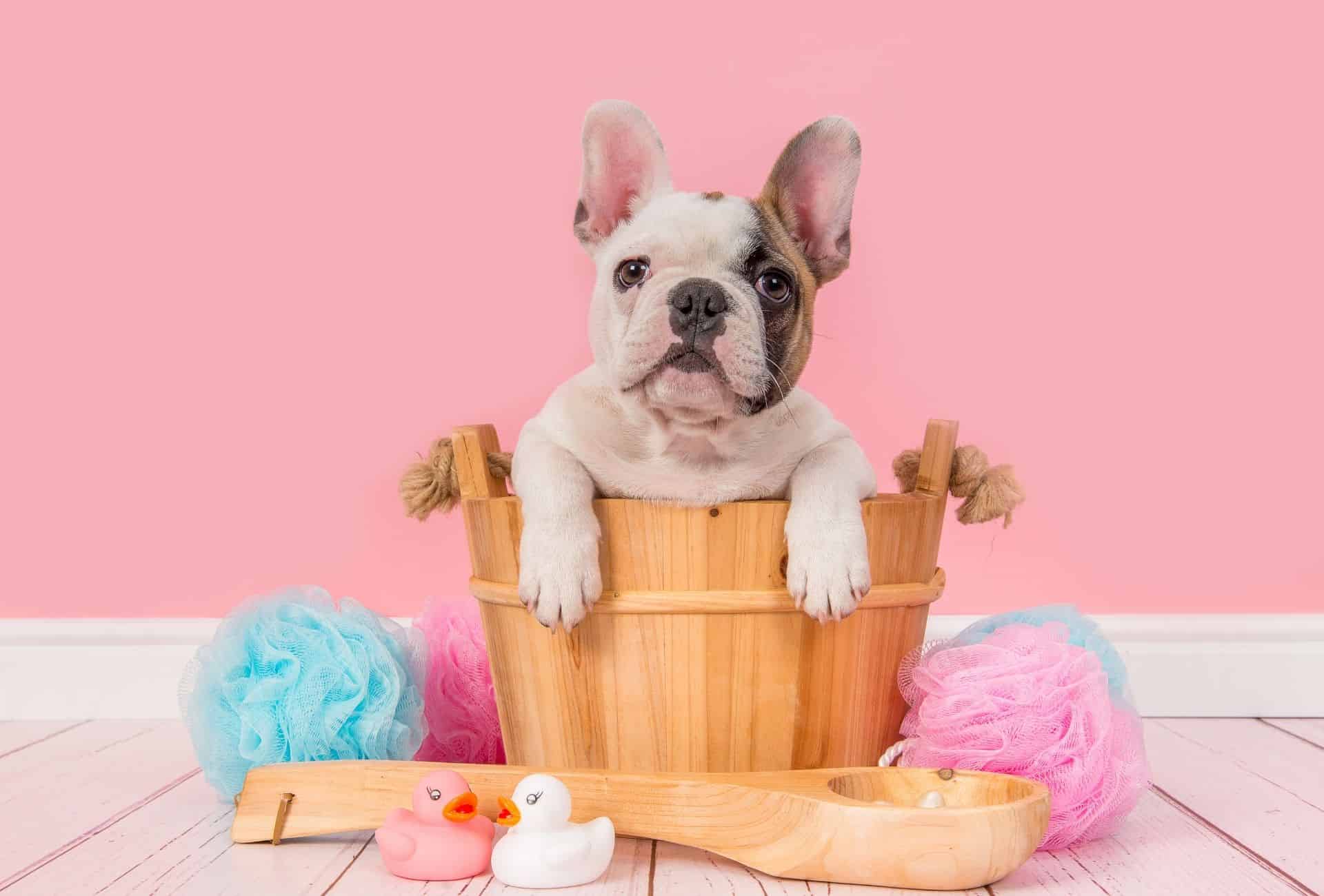 Cute French Bulldog sits in a wooden basket in front of a pink background.