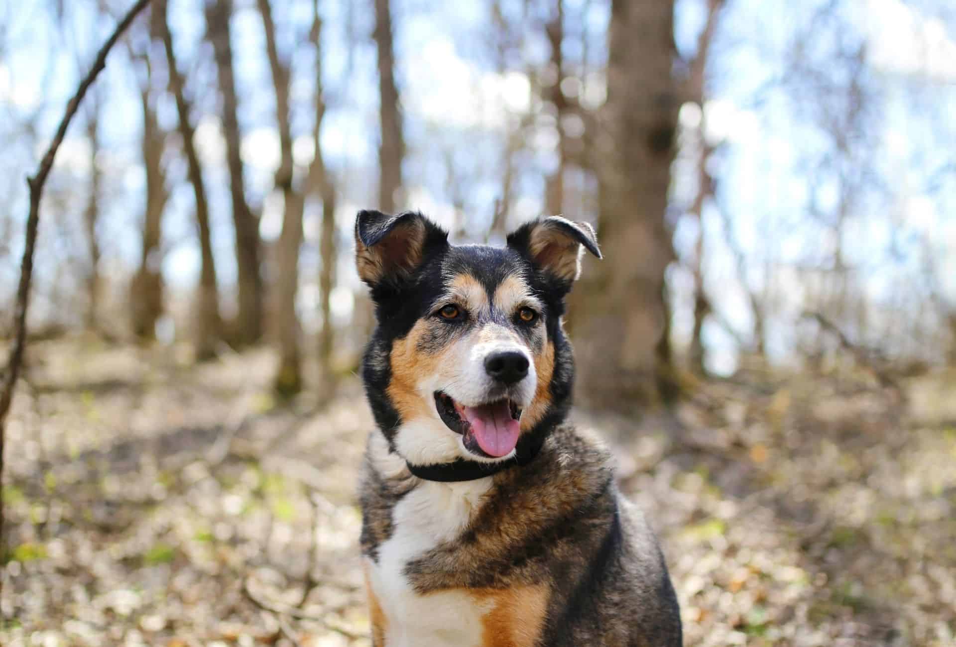 German Shepherd Border Collie mix perks his ears up in the forest. The tri-color face has black and light tan parts as well as white. The coat is a shade of grey and black.