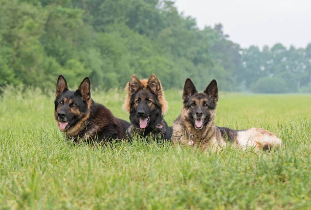 Three German Shepherds in various sable or black and tan colors with long and short coats.