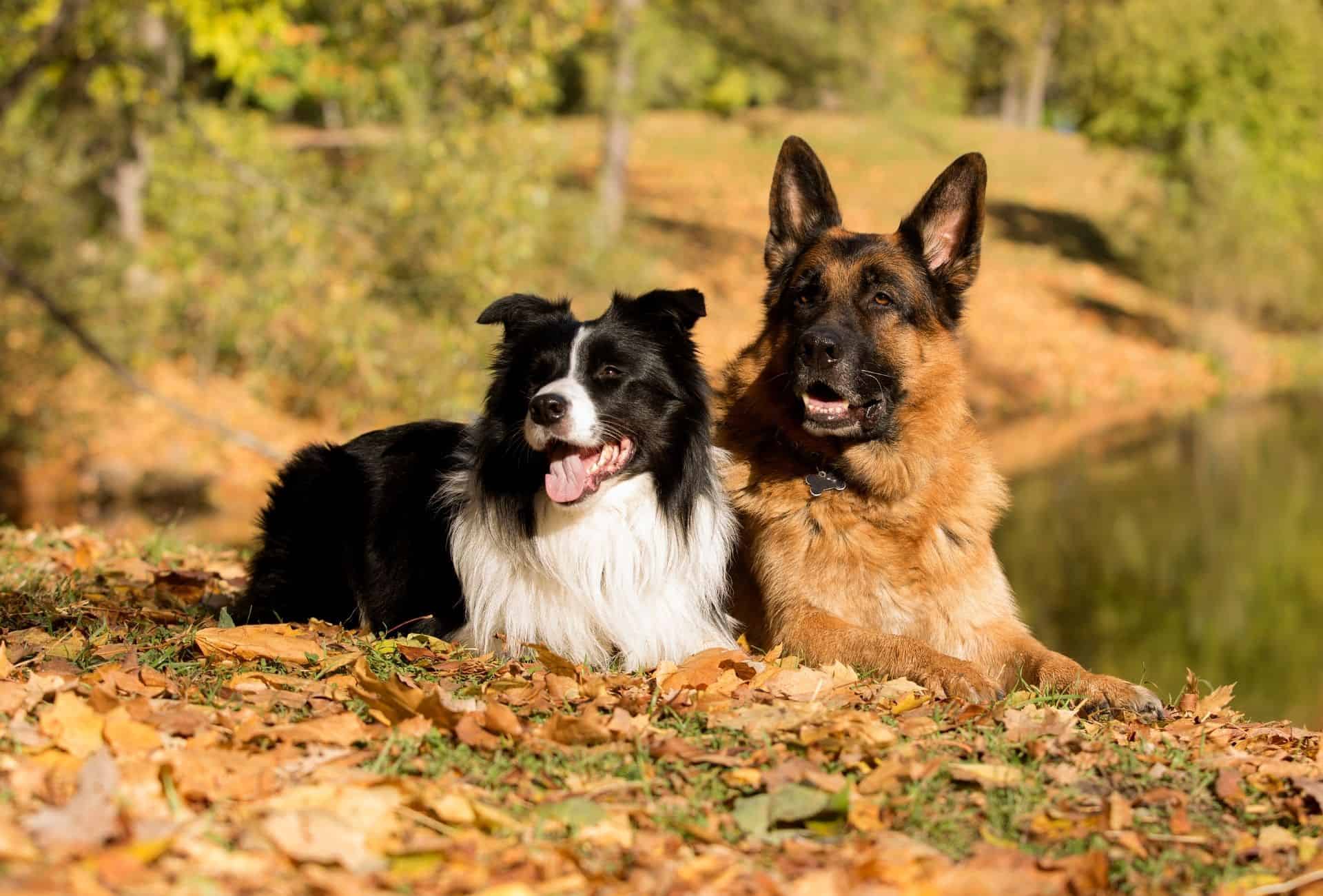 German Shepherd lies down next to a black and white Border Collie.