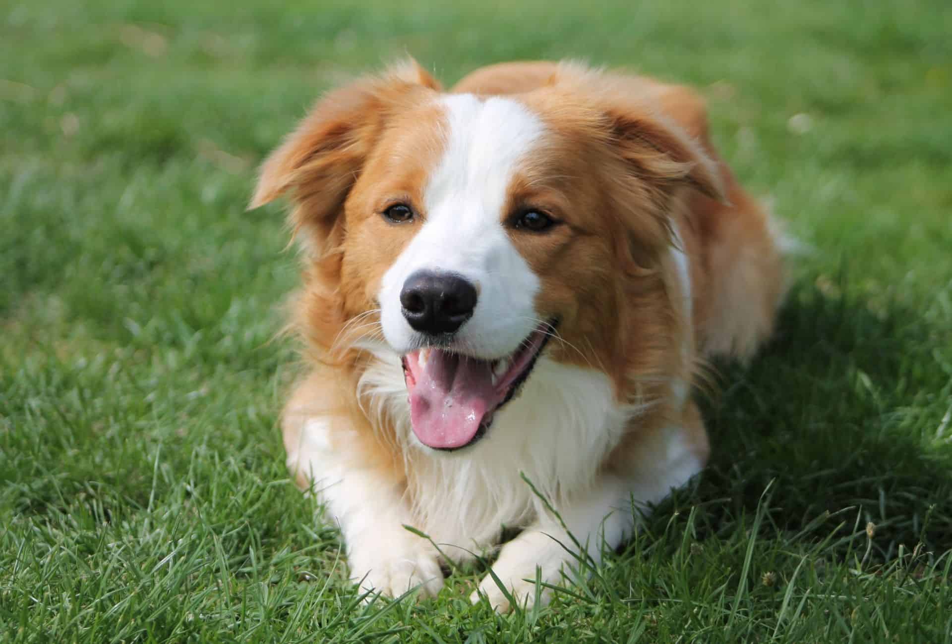Border Collie Colors os Reais De Acordo Com AKC PawLeaks ISO Standards