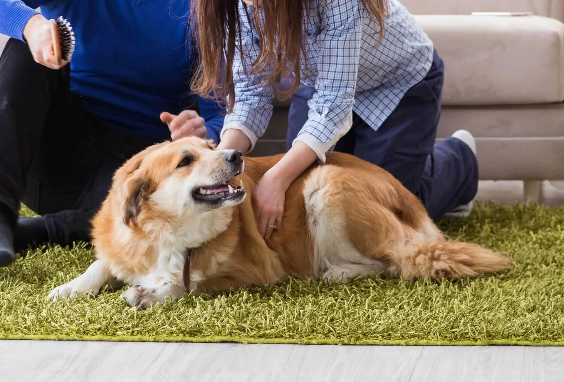 Golden Retriever is cuddling with his dog mom and dad.