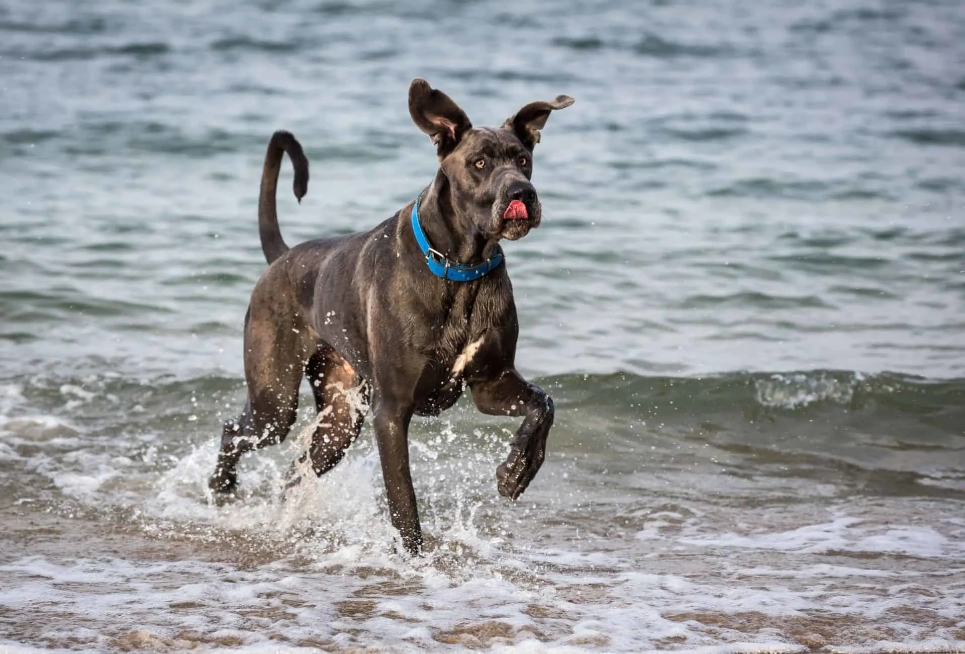 Great Dane running on the shore of a beach.